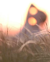 Outdoor Girls in Nature - 36-0036-viktusia